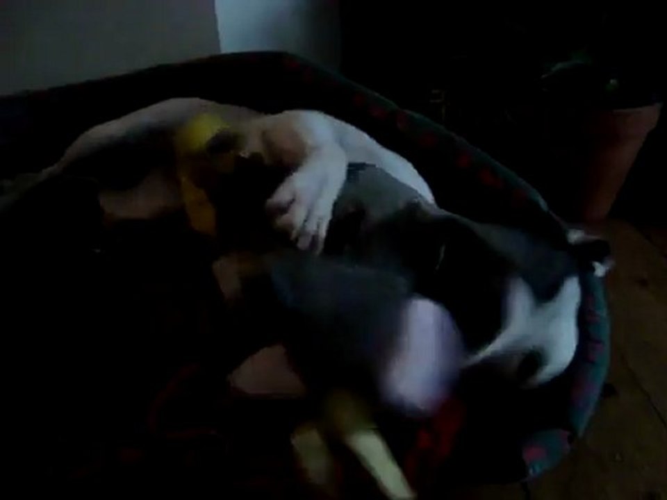 Sude playing with her favourite toy