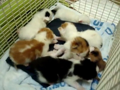 Abandoned litter waiting for their dinner at The Mayhew Animal Home