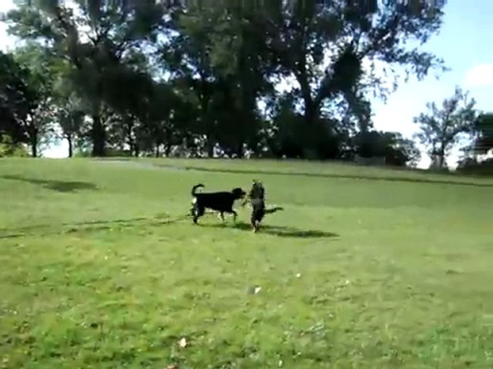 Levi & Boo