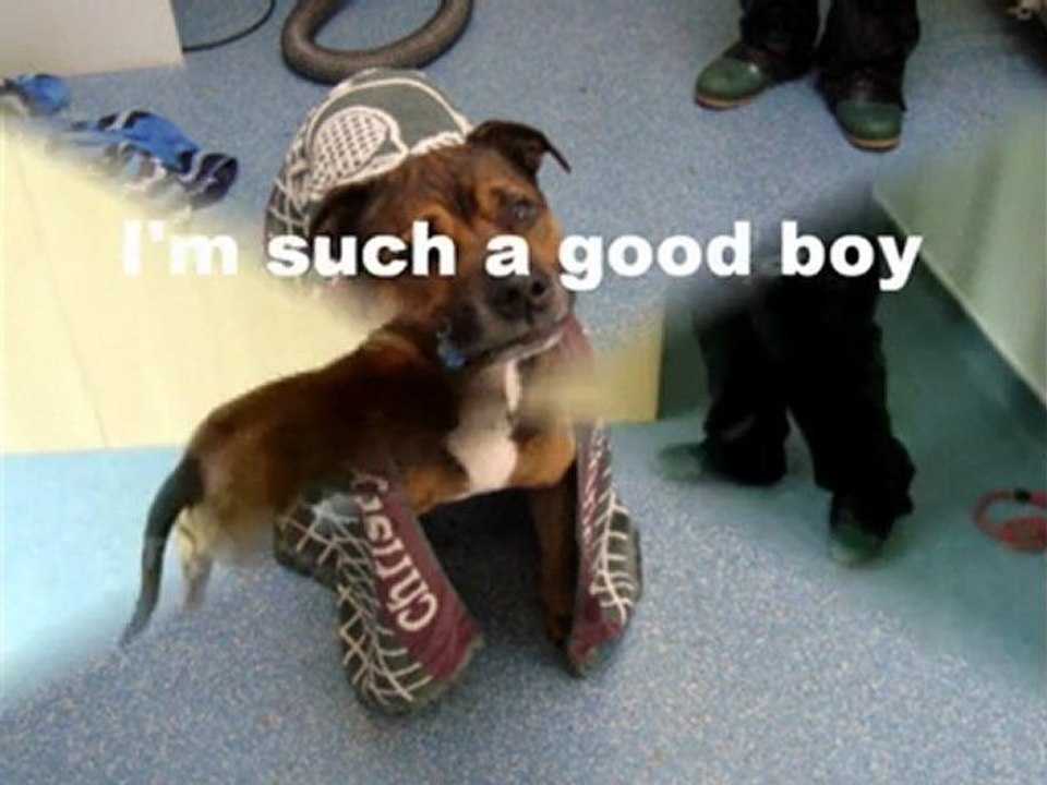 Nicolas - Can you offer me a home?