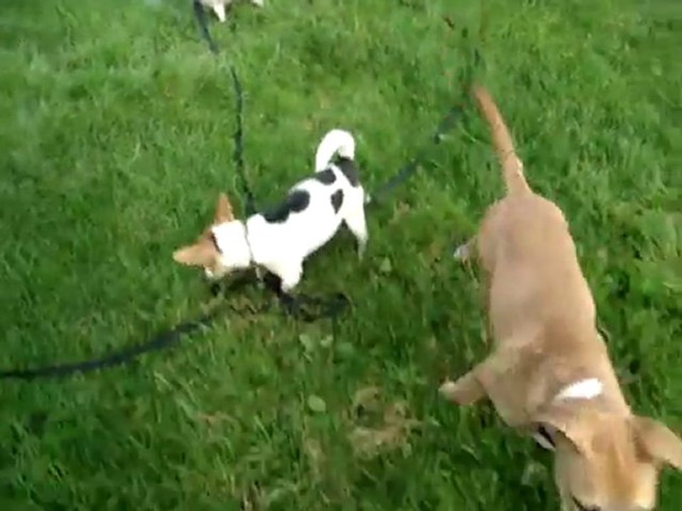 Spud, Poppy & Tinker
