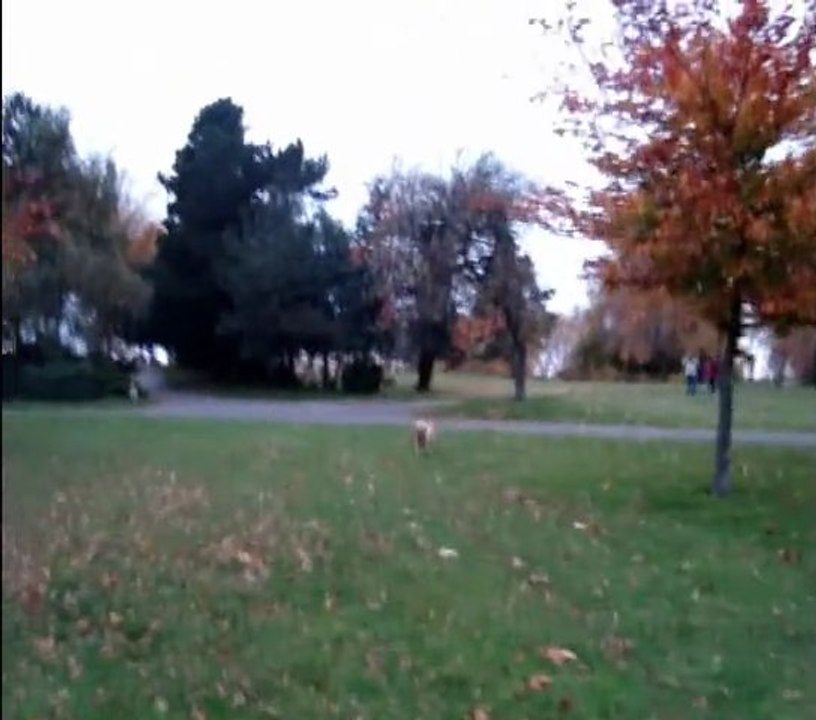 Bo