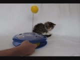 Kitten plays with new toy