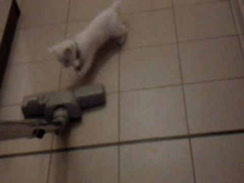 chatton albinos joue met des cous de pattes a laspirateur