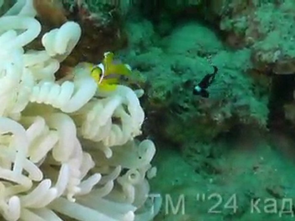 Шарм-эль-Шейх Ночной дайв Наама бей (Naama Bay)