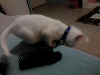 chatton albinos joue avec une brose a cheveux