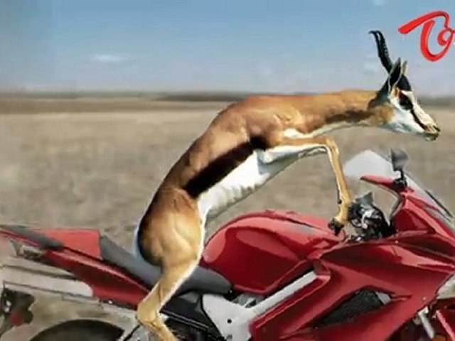 Funny Animal Attack - Cheetah VS Gazelle - video Dailymotion