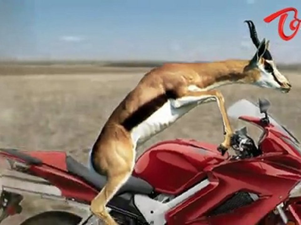 Funny Animal Attack - Cheetah VS Gazelle