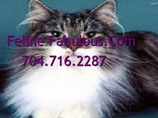 Charlotte Pet Hotel | Feline Fabulous