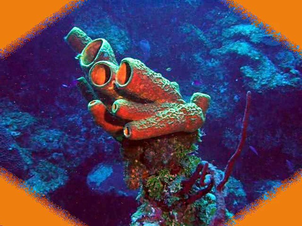 ESPONGES