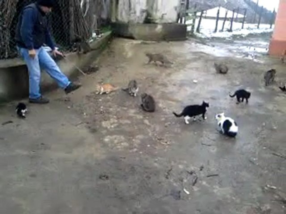 kedi partisi