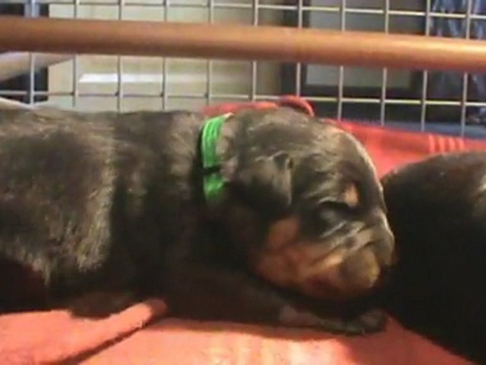 vidéo collier vert jour 11