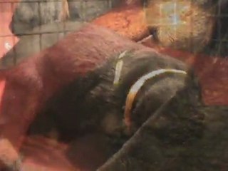 vidéo collier jaune jour 11