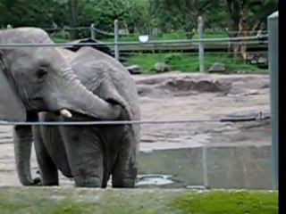 Elephant eats poop