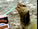 Lizard Drinks Orange Juice!!!