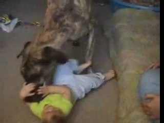 Big dog playing with baby
