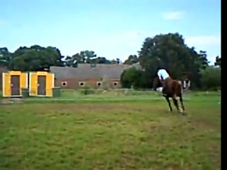 Jumping over car with horse!!!