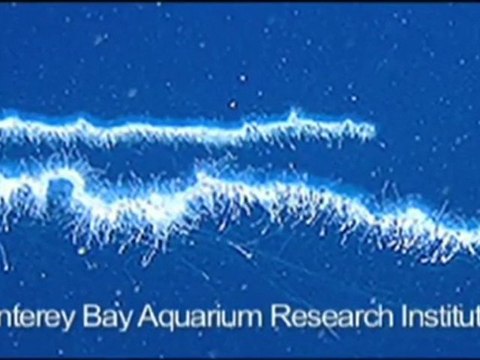 Fish With Transparent Head!!!