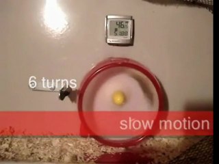 Hamster wheel spin