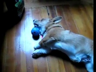 Corgi reaching for his toy