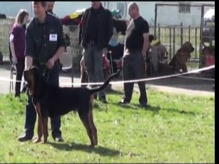 Les chiens de Saint-Hubert des Cabello du Gibey: Frany NE 2011
