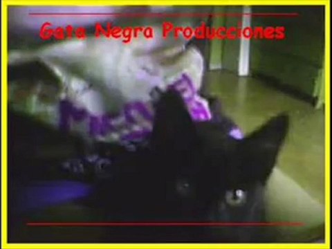 Gata Negra Producciones 2012