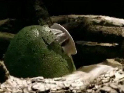 Vor 49 Millionen Jahren - Eozän - Säugetiere - frühe Primaten