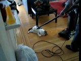 Cat gets vacuumed