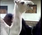 Ticklish Camel