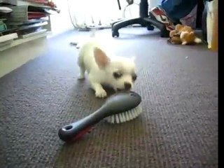 Chihuahua Brush Barking
