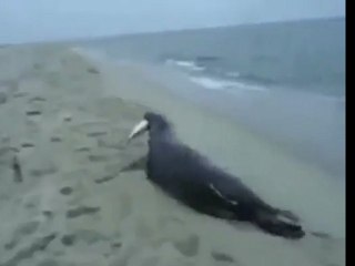 Sneaky seal steals fish