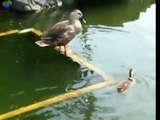 Nicest duck you've ever seen!