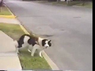 Cars make dog spin in circles