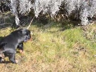 beau soleil pour la 1ère sortie de HOLLY 22/02/2012