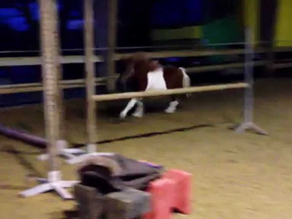 Arlequin premiers sauts en liberté 1