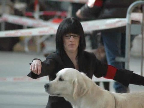 Exposition Canine Internationale CACS CACIB Niort 2012 Elios de Bihan Ki Breizh 1°