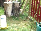 Fourrure lapin bélier nain en liberté