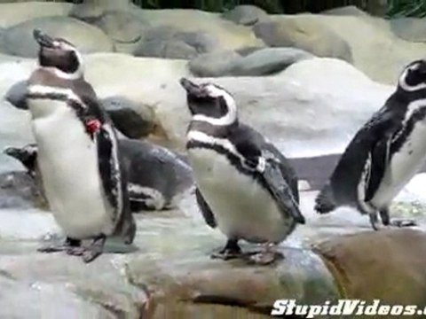 Rüyasında Koşan Köpek cok komik _ Hayvanlar alemi _ Video Klipler -