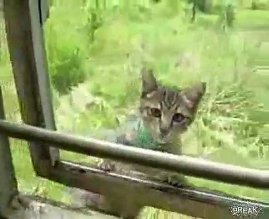 Kedinin eve gitme cabasi _ Hayvanlar alemi _ Video Klipler