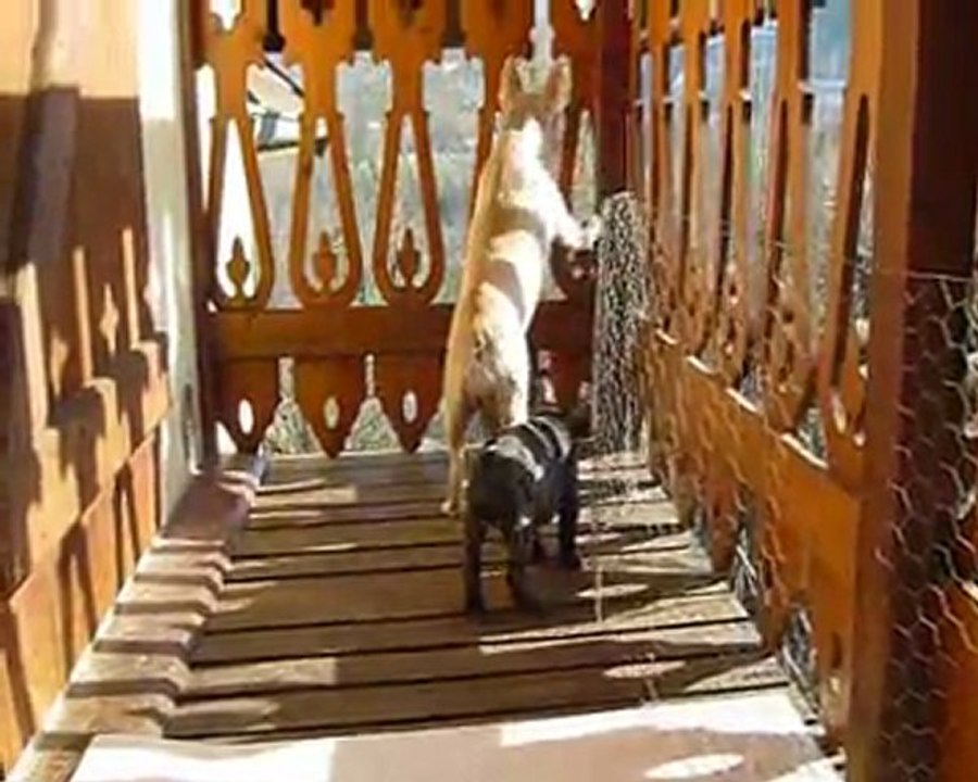 18 février 2012 Chiots d'Emeraude et Vicking