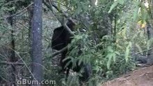Insane Elephant Attack