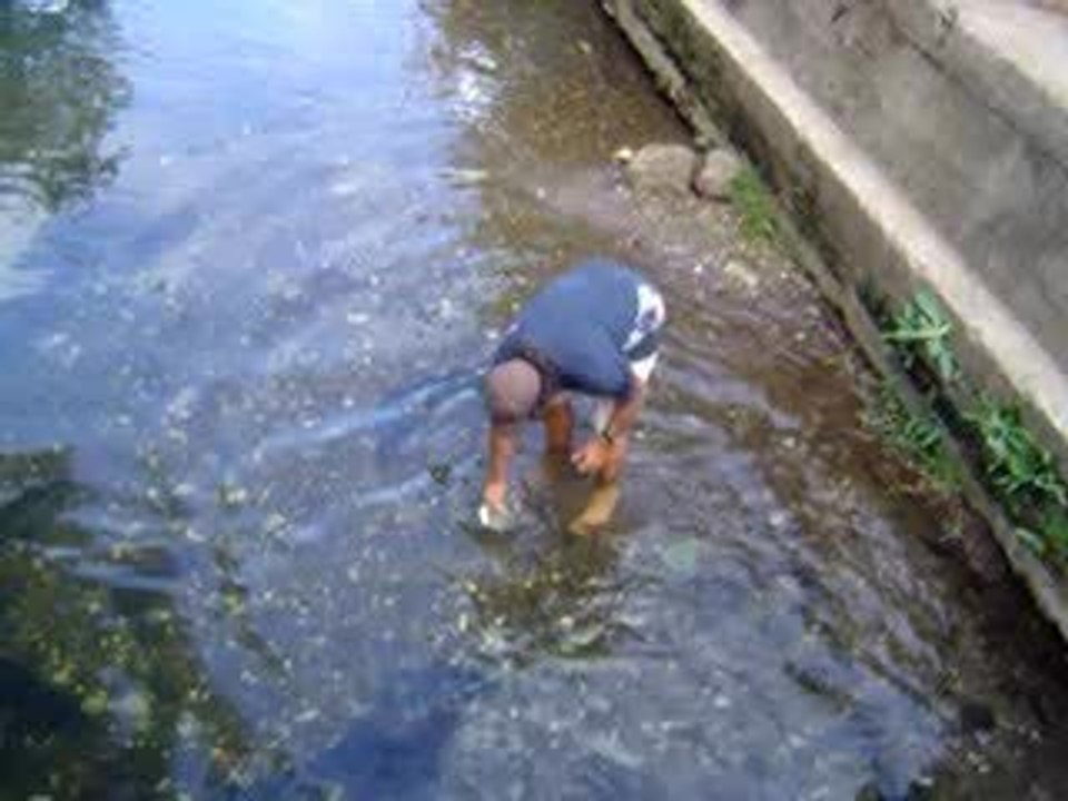 anguilles aux yeux bleus à huahine