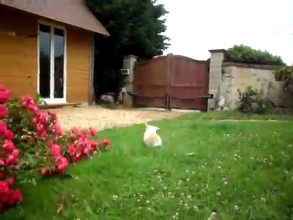 Emy-Rose lapine bélier naine fille Lola x Fourrure en liberté
