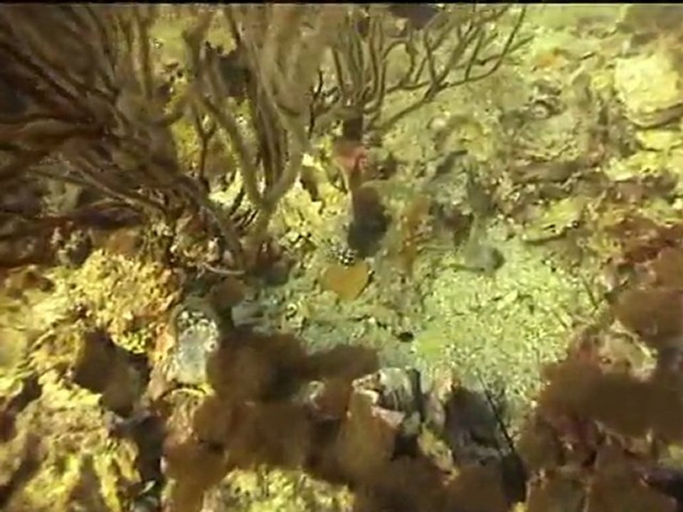 Ko Phi Phi Plongée Fev 2012