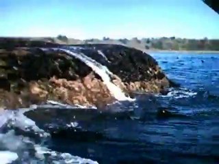 Mendocino Rock Garden Whitewater Kayak