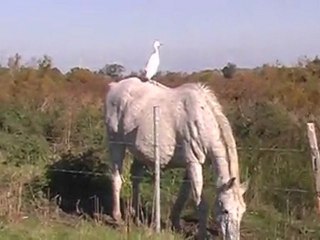 La Gachole Les Saintes-Maries-de-la-Mer