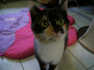 craintive mais curieuse