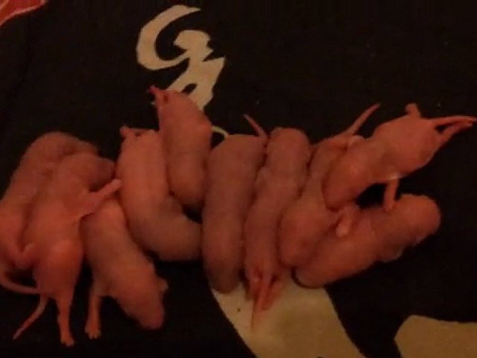 bébés rats