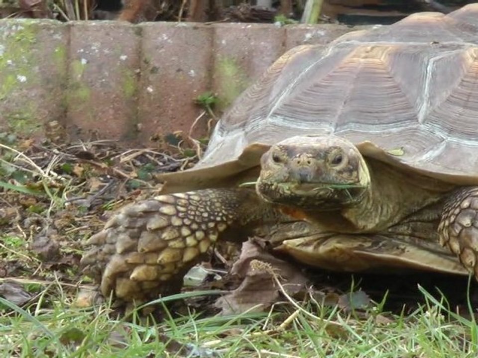 Sulcata le 18 02 2012