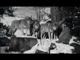 Untoten - als ich unter Wölfen schlief